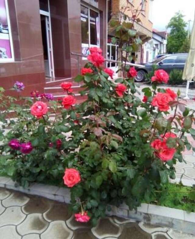 Гостиница Гостевой дом Вита Анапа-68